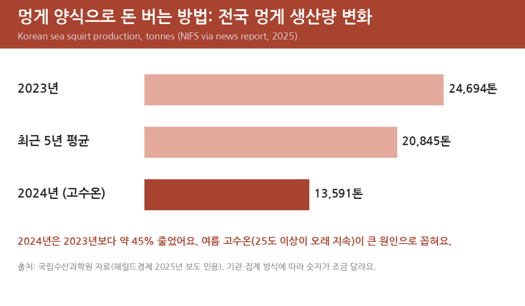 How to make money with sea squirt farming: Korean production 2023 vs 2024